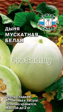 Дыня мускатная Белая