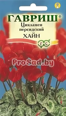 Цикламен персидский Хайн