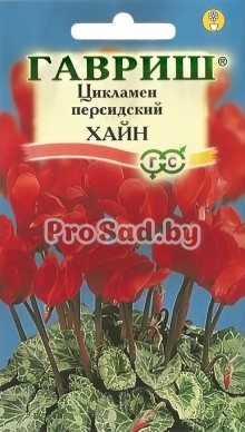 Цикламен персидский Хайн