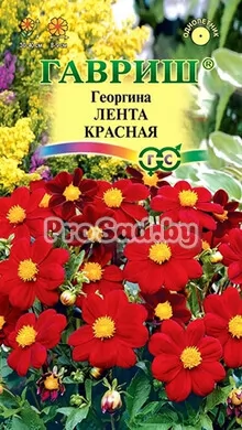 Георгина Лента красная