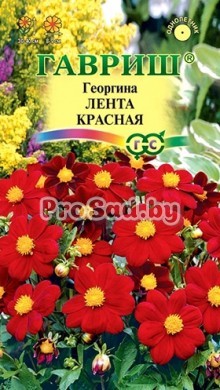 Георгина Лента красная