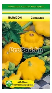 Патиссон Солнцедар