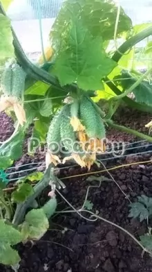 Огурец F1 Всем на зависть