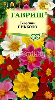 Георгина Пикколо, смесь