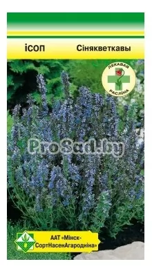Иссоп Синецветковый