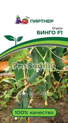 Огурец F1 Бинго