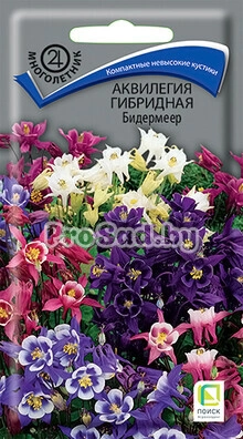 Аквилегия гибридная Бидермеер, смесь