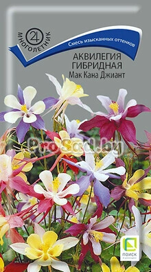 Аквилегия Мак Кана Джиант