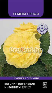 Бегония клубневая Инфинити Еллоу