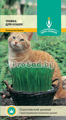 Травка для кошек