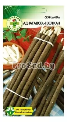 Скорцонера Однолетний великан