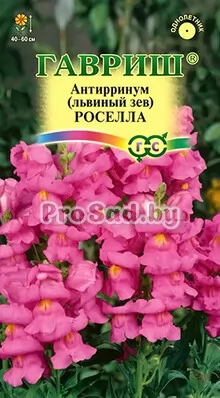 Львиный зев среднерослый Роселла
