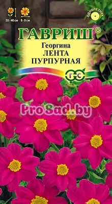 Георгина Лента пурпурная
