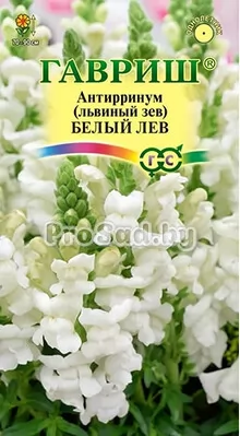 Львиный зев Белый лев