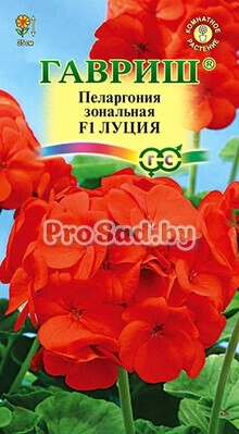 Пеларгония зональная F1 Луция
