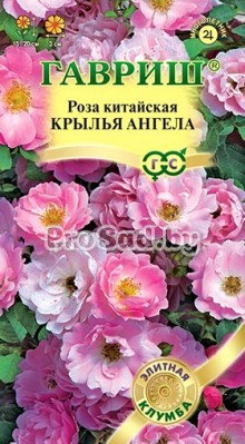 Роза китайская Крылья ангела