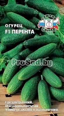 Огурец F1 Перента