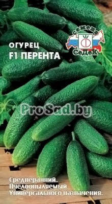 Огурец F1 Перента