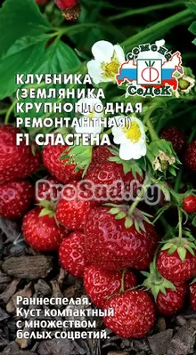 Клубника (Земляника крупноплодная) F1 Сластёна