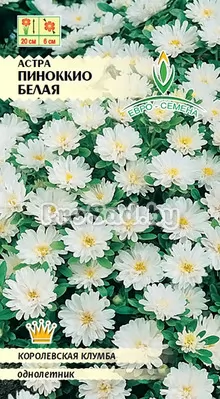 Астра Пиноккио белая