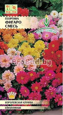 Георгина Фигаро, смесь