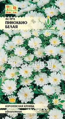 Астра Пиноккио белая