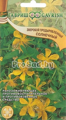 Зверобой продырявленный Солнечный