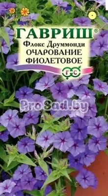Флокс друммонда Очарование фиолетовое