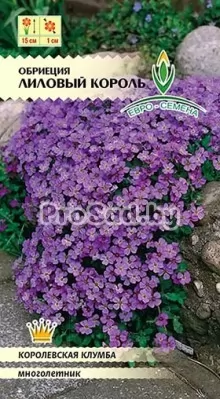 Обриеция гибридная Лиловый король
