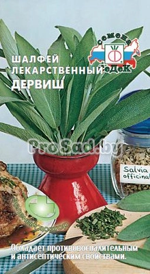Шалфей лекарственный Дервиш