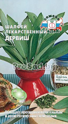Шалфей лекарственный Дервиш
