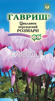 Цикламен персидский Розмари