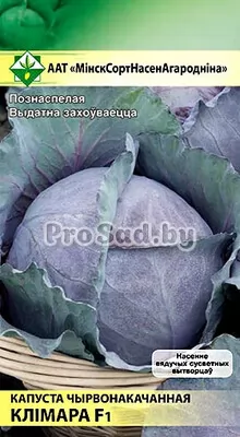 Капуста краснокочанная F1 Климаро (Голландия)