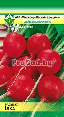 Редис Илка (Германия)