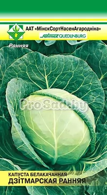 Капуста Дитмарская ранняя