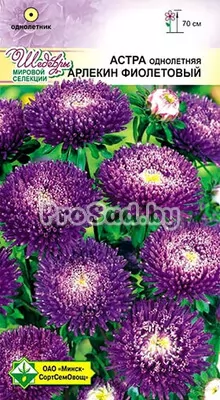 Астра Арлекин фиолетовый (Германия)