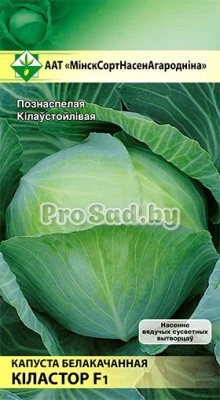 Капуста белокочанная F1 Киластор (Голландия)