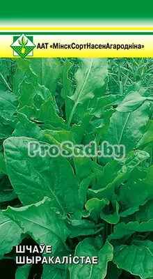 Щавель Широколистный