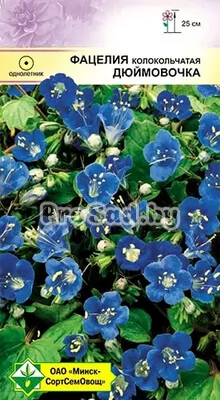 Фацелия колокольчатая Дюймовочка