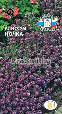 Алиссум Ночка(морской)