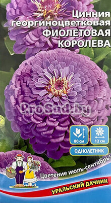 Цинния георгиноцветковая Фиолетовая королева