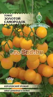 Томат Золотой самородок