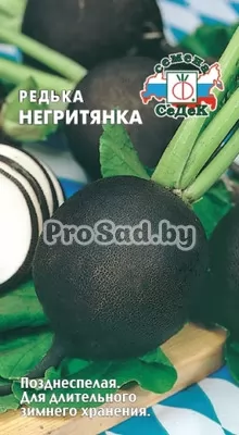 Редька Негритянка