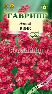 Левкой (Маттиола) Квик