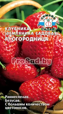 Клубника (Земляника садовая) F1 Огородница