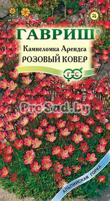 Камнеломка Арендса Розовый ковёр