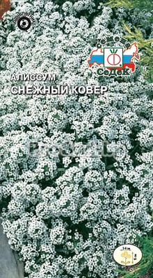 Алиссум морской Снежный ковёр