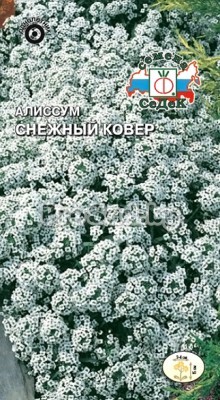 Алиссум морской Снежный ковёр
