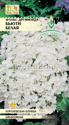 Флокс друммонда Бьюти Белая