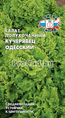 Салат полукочанный Кучерявец одесский